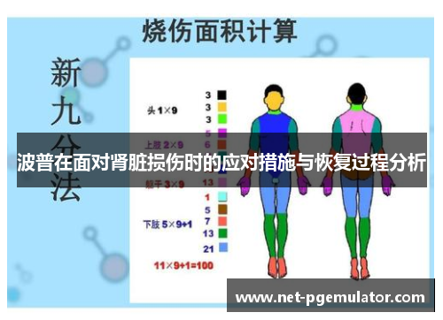 波普在面对肾脏损伤时的应对措施与恢复过程分析